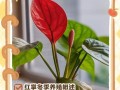 红掌的适宜生长环境及养殖技巧（打造适宜红掌生长的环境，提高养殖效益）