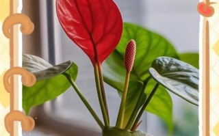红掌的适宜生长环境及养殖技巧（打造适宜红掌生长的环境，提高养殖效益）