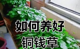 如何正确浇水养铜钱草（花土养铜钱草的浇水技巧）