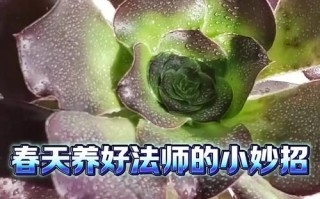 法师的养殖方法与技巧（探索法师的培育之道，助你成为优秀的法师）