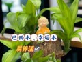 巨型树种巴西木能生存多长时间？（探究巨木王者的寿命与生长特点）