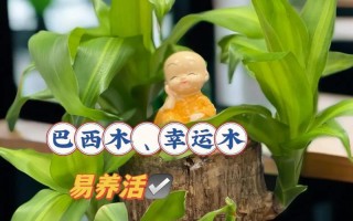 巨型树种巴西木能生存多长时间？（探究巨木王者的寿命与生长特点）