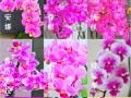 探秘紫蝴蝶花的养殖技巧（打造盛开如云的紫色花海）