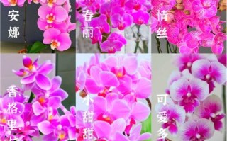 探秘紫蝴蝶花的养殖技巧（打造盛开如云的紫色花海）