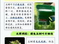 揭秘玉树卷叶子之谜（解析玉树卷叶子的成因与影响）