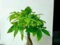 摘心技巧，让新移栽发财树更健壮（揭秘新移栽发财树的摘心方法，让树苗茁壮成长）