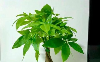 摘心技巧，让新移栽发财树更健壮（揭秘新移栽发财树的摘心方法，让树苗茁壮成长）