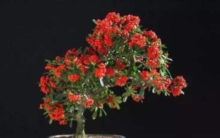火棘花开季节与果实收获时间（盘点火棘的生长规律，了解开花结果时间）