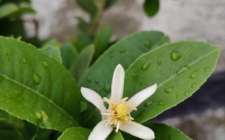 柠檬树花期及开花时间详解（了解柠檬树的花期，掌握开花时间，品尝新鲜柠檬）