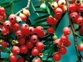 红豆杉放客厅风水好吗？（红豆杉在客厅的风水意义和注意事项）