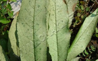 瓜子黄杨病虫害防治技术与方法措施（保护绿化树木从瓜子黄杨防治开始）