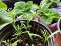 以茑萝松种子怎么种？（掌握关键步骤，培育茑萝松盆景）