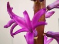 风信子开花后的护理与处理（一起来探究风信子花后的护理方法及技巧）