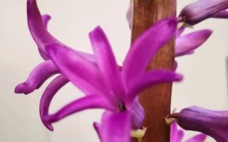 风信子开花后的护理与处理（一起来探究风信子花后的护理方法及技巧）