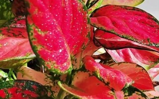 水培如意皇后花养护秘籍（简单操作，让花开满园）