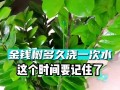 如何科学浇水黑松？（建立浇水规律，促进黑松健康生长）
