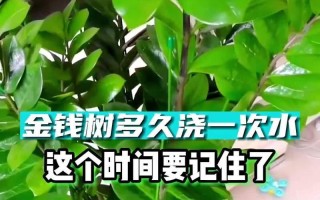 如何科学浇水黑松？（建立浇水规律，促进黑松健康生长）