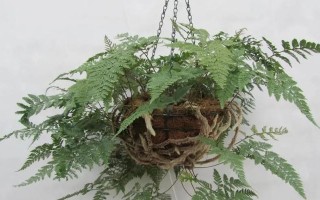 狼蕨是种子植物吗？（探究狼蕨的生物分类与特征）
