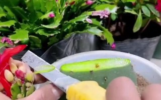 仙人球嫁接蟹爪兰不发芽的原因及解决方法（探究仙人球嫁接蟹爪兰不发芽的问题，帮您解决困扰）