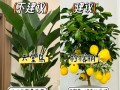 柠檬树盆景种植技术（打造绿色家居的首选，柠檬树盆景种植详解）