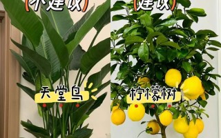 柠檬树盆景种植技术（打造绿色家居的首选，柠檬树盆景种植详解）