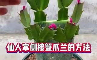 蟹爪兰土壤配置的秘诀（打造理想生长环境，让蟹爪兰健康茁壮成长）