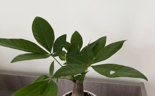 水培发财树的养护技巧（打造旺盛的发财树，让你财运亨通）