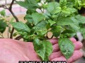 三角梅烂叶子的原因及处理方法（预防三角梅烂叶子的小技巧）