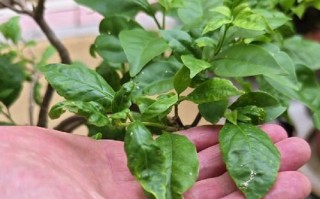 三角梅烂叶子的原因及处理方法（预防三角梅烂叶子的小技巧）