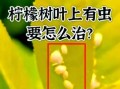 番石榴生介壳虫的防治方法（保护果园，有效防治番石榴生介壳虫）