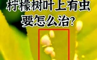 番石榴生介壳虫的防治方法（保护果园，有效防治番石榴生介壳虫）