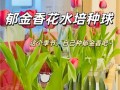 郁金香盆栽的养护技巧（打造美丽盛开的郁金香花园）