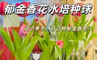 郁金香盆栽的养护技巧（打造美丽盛开的郁金香花园）
