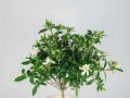 以黄泥土栽种的栀子花（以黄泥土为栽种基质，合理换盆，让栀子花健康茁壮成长）