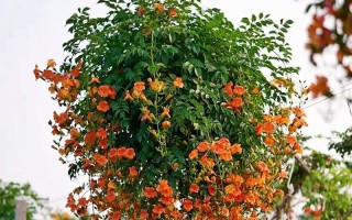 家里种凌霄花，风水是否吉祥？（风水小常识）