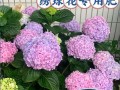 如何为绣球花施肥？（探究最佳肥料及施肥方法）