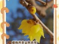 腊梅叶子干枯了，可能是什么原因？（寻找腊梅叶子干枯的真相及应对方法）