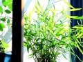 竹子盆景在家里的摆放艺术（打造室内绿色与和谐的秘密武器）