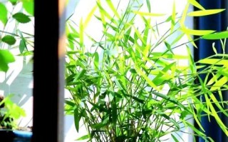 竹子盆景在家里的摆放艺术（打造室内绿色与和谐的秘密武器）