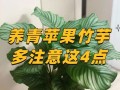 双线竹芋繁殖的方法与技巧（掌握关键诀窍，轻松繁衍双线竹芋）