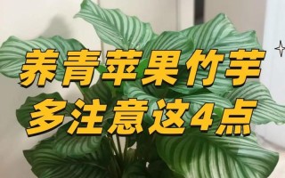 双线竹芋繁殖的方法与技巧（掌握关键诀窍，轻松繁衍双线竹芋）