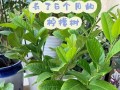 家里可以种柠檬树：如何在家中种植柠檬树？