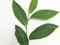 月桂的生长与分枝（探索月桂树分枝的特征和机制）