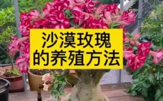 以沙漠玫瑰怎么养殖（打造沙漠绿洲，绽放沙漠玫瑰之美）