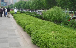 打造城市绿色走廊——马路绿化植物品种大全（种类繁多，让城市更美；品种介绍、植栽要点一应俱全）