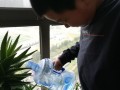 可乐可以浇芦荟吗？（探秘可乐浇芦荟的真相）