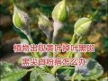 花叶子长白斑的原因、预防和治疗方法（解析花叶子长白斑的成因及有效的防治措施）