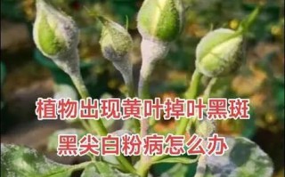 花叶子长白斑的原因、预防和治疗方法（解析花叶子长白斑的成因及有效的防治措施）