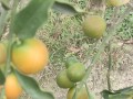 金桔上市季节（金桔成熟的月份和特点）