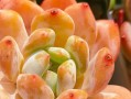 多肉养护指南（多肉植物养护的小技巧与经验分享）
